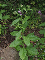 Carduus clavulatus image