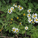 Argyranthemum adauctum jacobiifolium - Photo (c) Felix Riegel, μερικά δικαιώματα διατηρούνται (CC BY-NC), uploaded by Felix Riegel