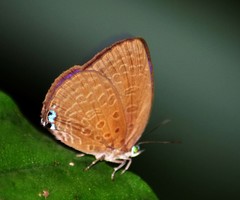 Arhopala epimuta