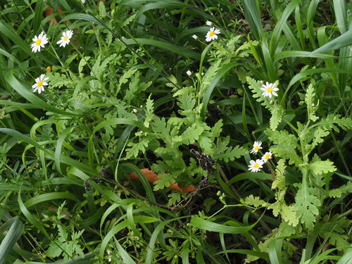 Argyranthemum adauctum subsp. jacobaeifolium image