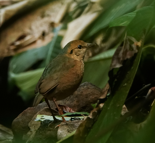 Blue-naped Pitta (Hydrornis nipalensis), photo 7