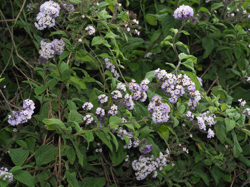 Heliotropium arborescens image