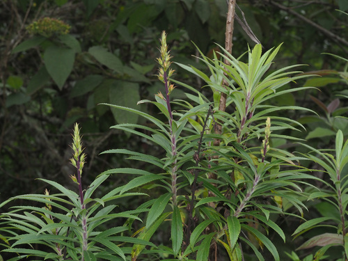 Digitalis chalcantha image