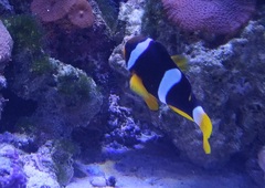 Amphiprion sebae