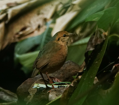 Hydrornis nipalensis