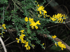 Genista canariensis image