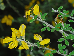 Genista canariensis image