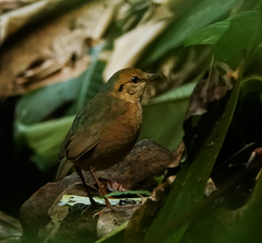 Hydrornis nipalensis