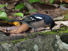 Fringilla coelebs canariensis