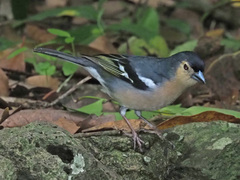 Fringilla coelebs canariensis