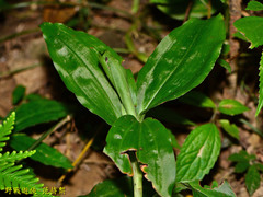 Goodyera rubicunda