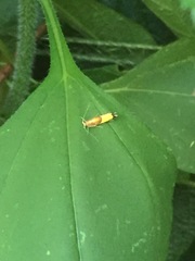 Labdia deliciosella