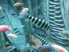 Leporinus affinis