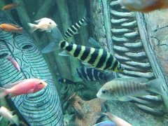 Leporinus affinis
