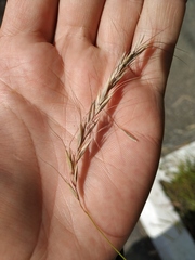 Elymus sibiricus