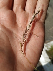 Elymus sibiricus