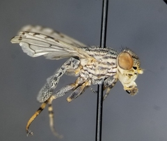 Oedopa