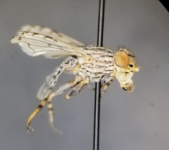 Oedopa