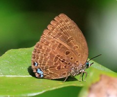 Arhopala moolaiana