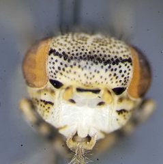 Oedopa