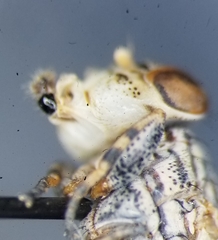 Oedopa