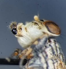 Oedopa