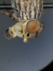 Oedopa