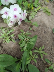 Gnaphalium baicalense