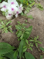 Gnaphalium baicalense