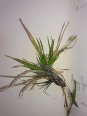 Aegilops