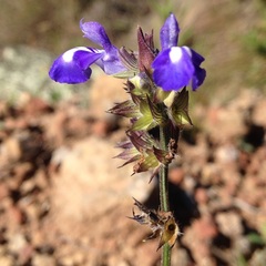 Salvia laevis