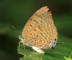 Arhopala zambra