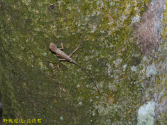 Diploderma polygonatum xanthostomum