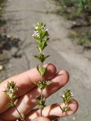 Euphrasia pectinata