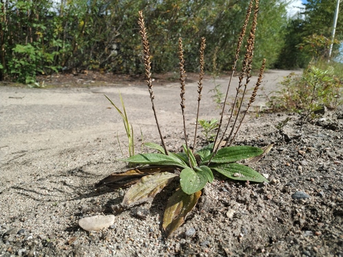 Plantago depressa iNat (2)