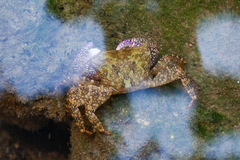 Metopograpsus quadridentatus