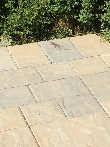 iNaturalist observation photo of Western Fence Lizard