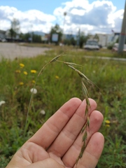 Elymus sibiricus