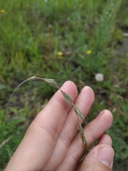 Elymus sibiricus