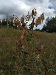 Astragalus penduliflorus