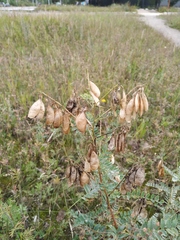 Astragalus penduliflorus