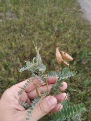 Astragalus penduliflorus