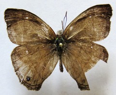 Yphthimoides renata