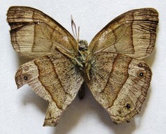Yphthimoides renata
