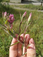 Castilleja rubra