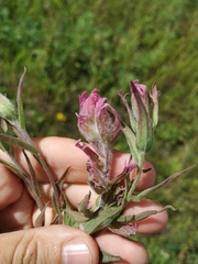 Castilleja rubra