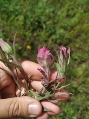 Castilleja rubra