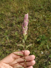 Castilleja rubra