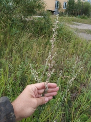 Artemisia mongolica