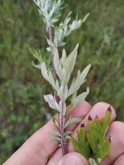 Artemisia mongolica